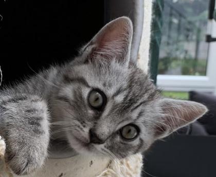 Hagen NRW BKH British Kurzhaar Katzenbabys Kitten reinrassig Katzenbaby