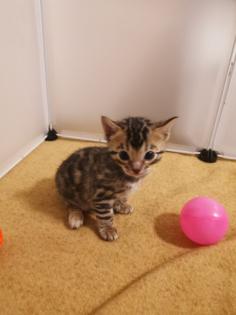 Wunderschöne Bengalkitten reinrassig Kätzchen 31. 12. 2022