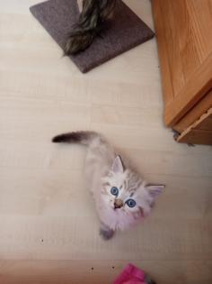 Kitten Heilige Birma