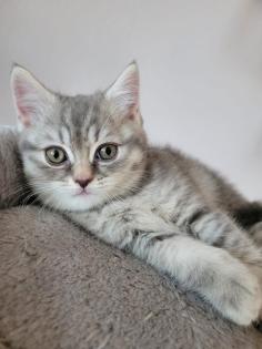 Bkh Kätzchen Jungen Black Silver Tabby Whiskas Bärchen