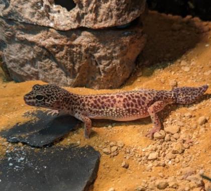 Leopardgecko 1 0 ca 2 jähre