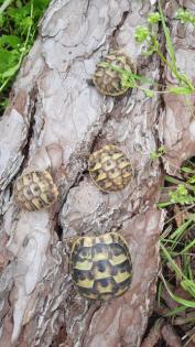 Griechische Landschildkröten Schlupfdatum 2022 und 2021 abzugeben