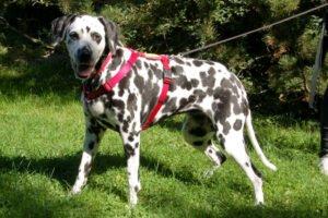JOSY DA - weiblich 11 Jahre 60 cm 30 kg Dalmatiner Gechipt Kastriert