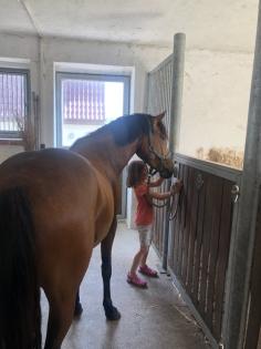 Reitpony Mix Wallach 3 jährig 1 45 m Freizeit Western Dressur