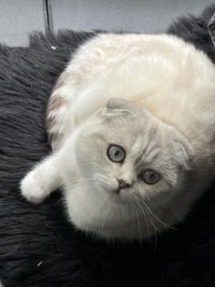 Scottish BKH mix Katze