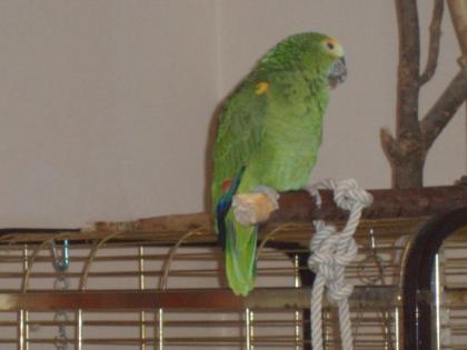 Blaustirnamazone Männlich Papagei sucht zu Hause