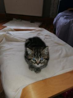 BKH Kitten suchen Dosenöffner