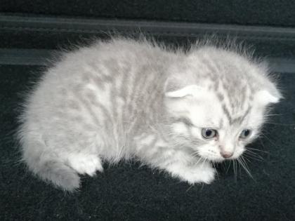 British Kurzhaar Kitten Blue Golden Tabby
