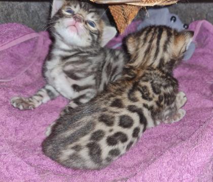 Wunderschöne Bengal Kitten Mini Leoparden