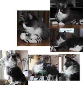 Maine Coon Katerchen blue smoke white geb. 19. 09. 2022 -bereit zum ausziehen