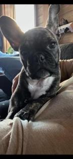 Französische Bulldogge