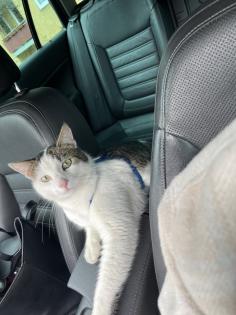 Kater freigänger sucht neues zu Hause