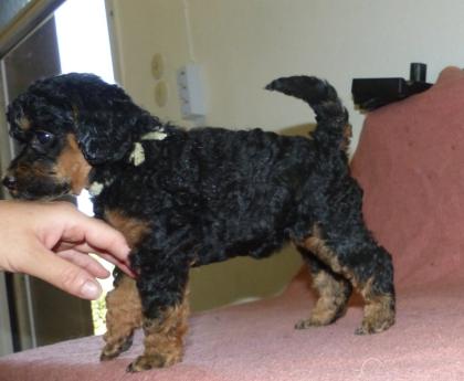 3 süße Kleinpudel Hündinnen Pudel in Brindle Black and Tan Fawn mit Weiß