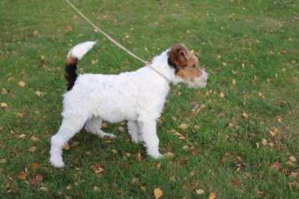 Drahthaar Foxterrier Welpe.