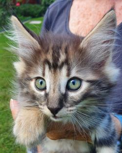 3 Katzenkinder Norwegische Waldkatze amber non-agouti bernsteinfarben
