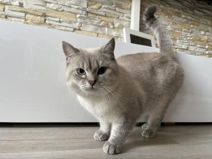 BKH Deckkater mit Stammbaum