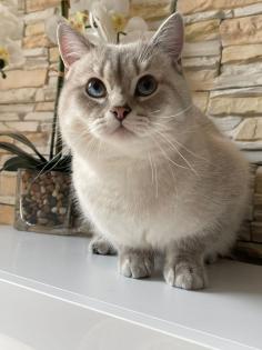 BKH Deckkater mit Stammbaum