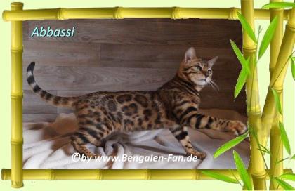 Bengal Kater Abbassi immer gut gelaunt fröhlich und lieb