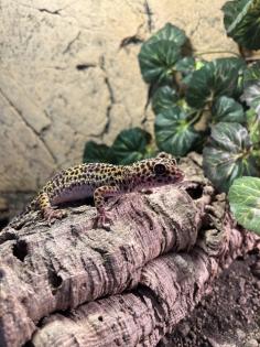 Leopardgeckos 2 Stück
