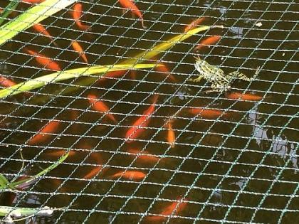 Für Ihren Teich Goldfische zu verschenken