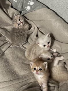 Britisch Kurzhaar Kitten