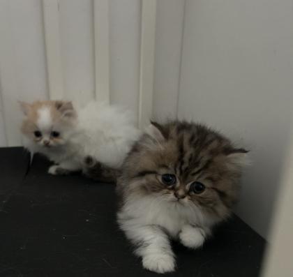 Persicher baby kitten