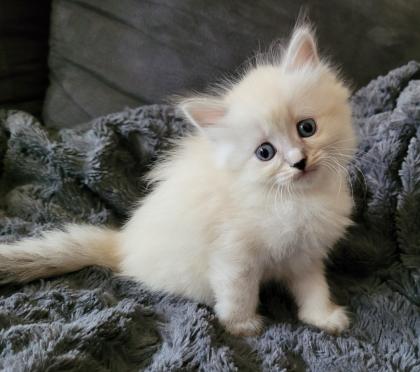 Norweger-Neva Masquarade Kitten