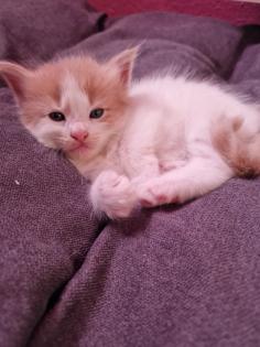 Reinrassige Maine Coon Kitten