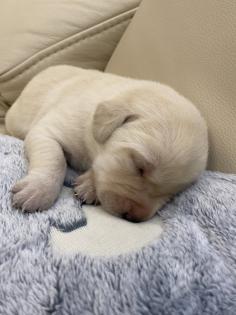 Labrador Welpen reinrassig Babylabradore