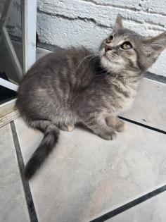 Bkh Mix Kitte Hunde gewöhnt