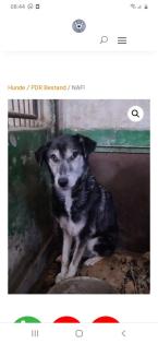 Tolle Welpen Junghunde Hundesenioren