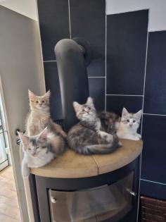 Maine Coon mit Stammbaum