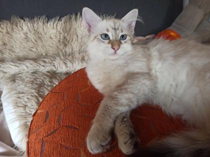 Abgabebereit Sibirische Kätzchen Neva Masquarade Kitten weiß Katze