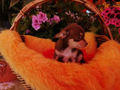 Süße Chihuahua-Welpen