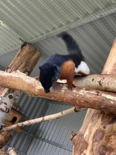 2 Schönhörnchen Männchen 1. 5 Jahre-Preis für beide