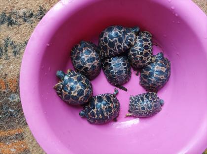 Astrochelys radiata Nachzuchten 24/25