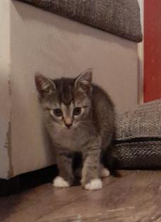 3 süße kitten mädels