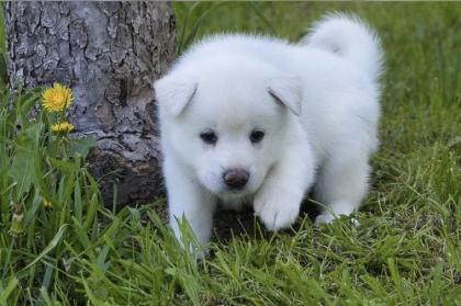 Akita x Akita-Schäferhund Welpen suchen ein neues Zuhause