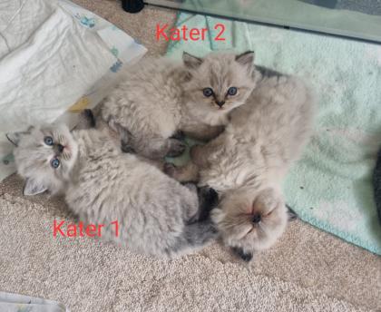 BLH/Ragdoll Kitten suchen ein liebevolles Zuhause