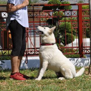White / Status sucht ein Zuhause