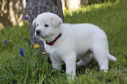 Akita x Akita-Schäferhund Welpen suchen ein neues Zuhause