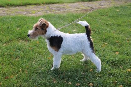 Drahthaar Foxterrier Welpe.
