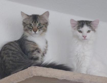 Ragdoll - Perser - Maine Coon Kater
