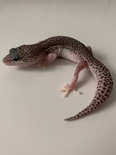 1. 0 Mack super Snow Het Diablo Blanco Leopardgecko Männchen Enz 23 abzugeben Übergabe Hamm möglich