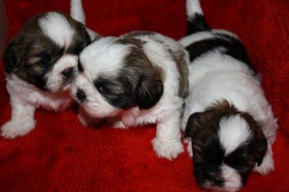 Shi-Tzu Welpen reinrassig suchen neues zuhause