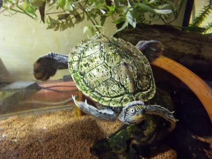 Mississippi Höckerschildkröte - männlich - mit Zuhause Kostenlos abzugeben