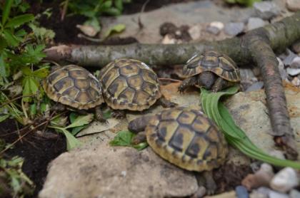 Griechische Landschildkröten Nachzucht aus 2022 CITES-Zertifikat vorhanden