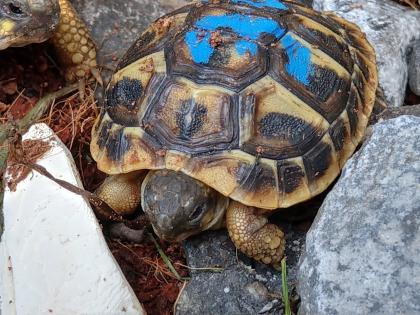 Griechische Landschildkröten THH und Tm weissingeri von 21 von Privat