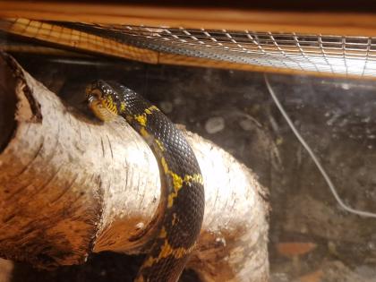 Kettennatter inklusive Terrarium