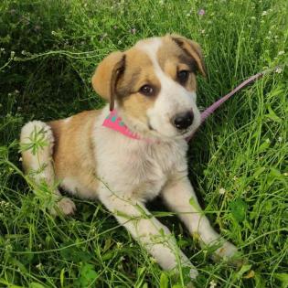 Angela / Status sucht ein Zuhause